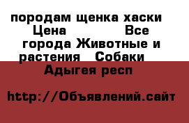 породам щенка хаски › Цена ­ 10 000 - Все города Животные и растения » Собаки   . Адыгея респ.